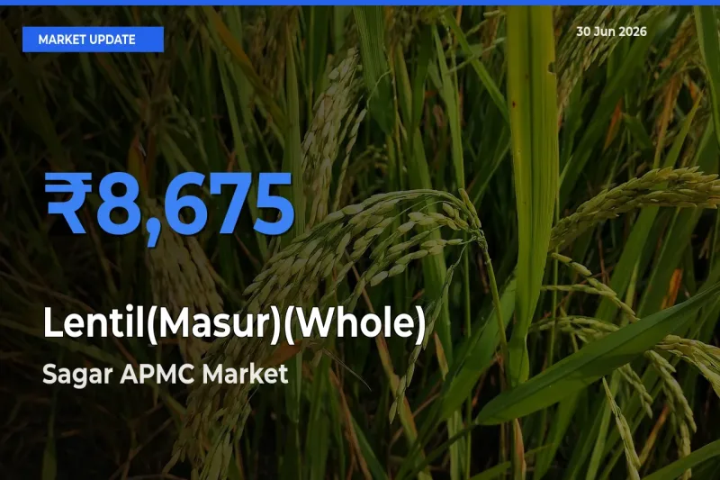 Sagar APMC Records Highest ₹8,675 Rate for Lentil(Masur)(Whole)