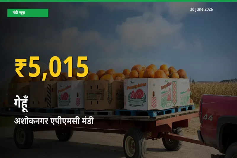 गेहूँ के दामों में रिकॉर्ड तेज़ी, अशोकनगर एपीएमसी