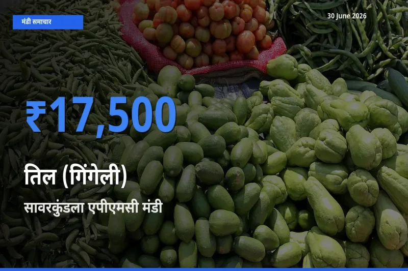 सावरकुंडला एपीएमसी मंडी में आज तिल (गिंगेली) के सबसे ऊँचे दाम दर्ज