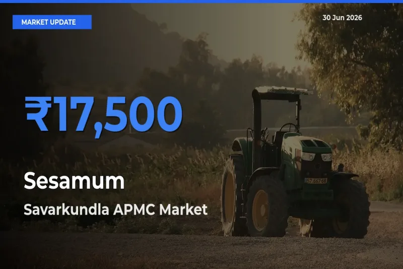 Savarkundla APMC Leads as Top Mandi for Sesamum Prices