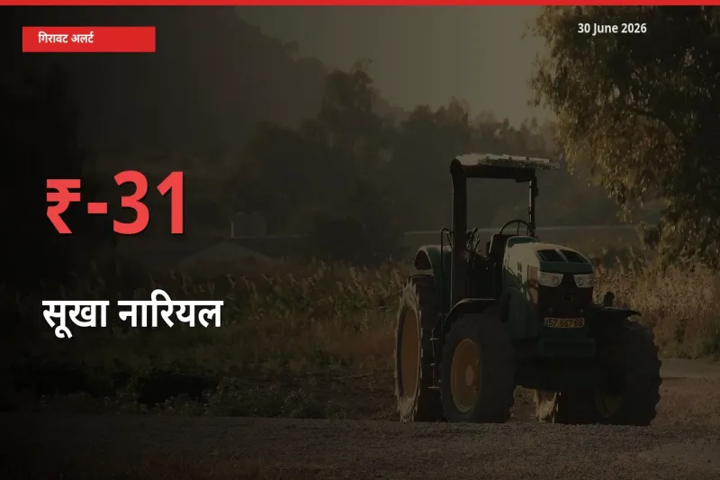 बाज़ार संकेत: सूखा नारियल के भाव मंडी में 31.02% नीचे