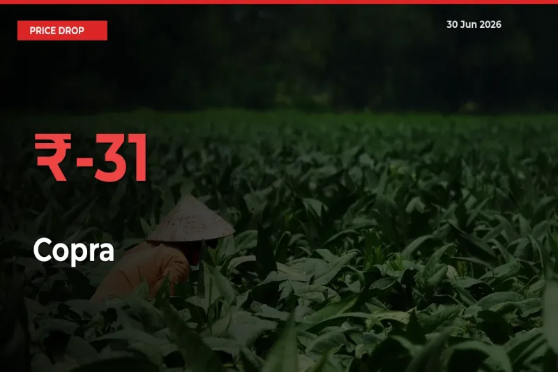 Why Copra Prices Fell 31.02% in a Day at Mandis
