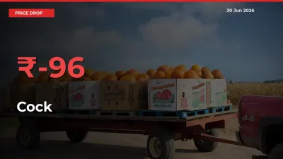 Cock Mandi Rate Today: Prices Fall 95.89% at Market