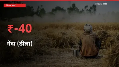 स्थानीय मंडी में गेंदा (ढीला) के दाम अचानक 40% गिरे, किसानों की चिंता बढ़ी