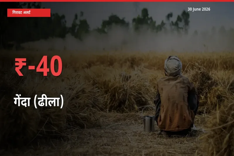स्थानीय मंडी में गेंदा (ढीला) के दाम अचानक 40% गिरे, किसानों की चिंता बढ़ी