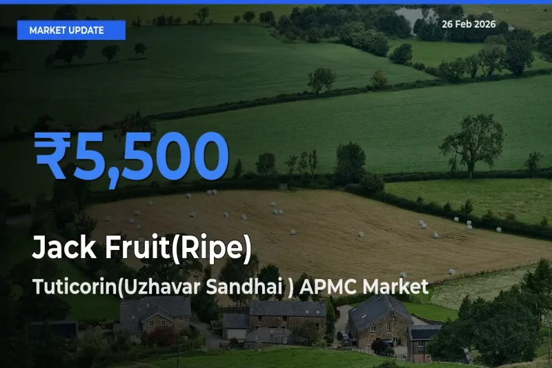 Top Performer! Tuticorin(Uzhavar Sandhai ) APMC Offers Best Jack Fruit(Ripe) Price Today