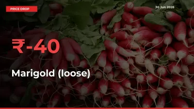 Marigold (loose) Falls 40% at Mandis