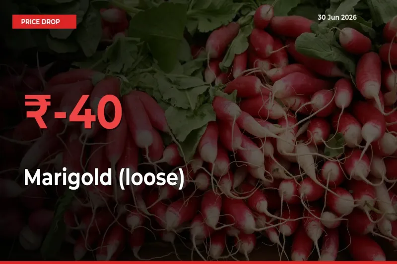 Marigold (loose) Falls 40% at Mandis