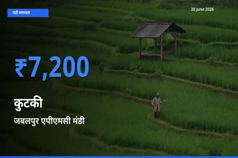 30 June अपडेट: कुटकी के सबसे ऊँचे दाम जबलपुर एपीएमसी मंडी में
