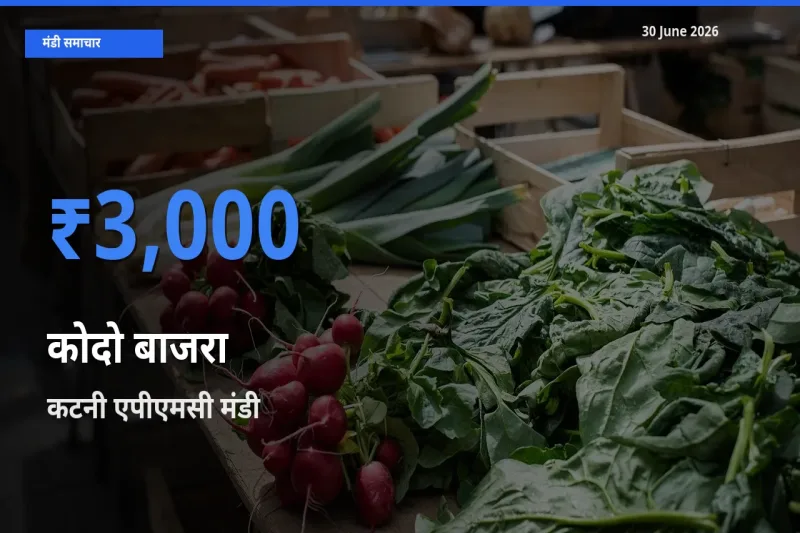बाज़ार संकेत: कटनी एपीएमसी बना कोदो बाजरा के लिए आज की टॉप मंडी