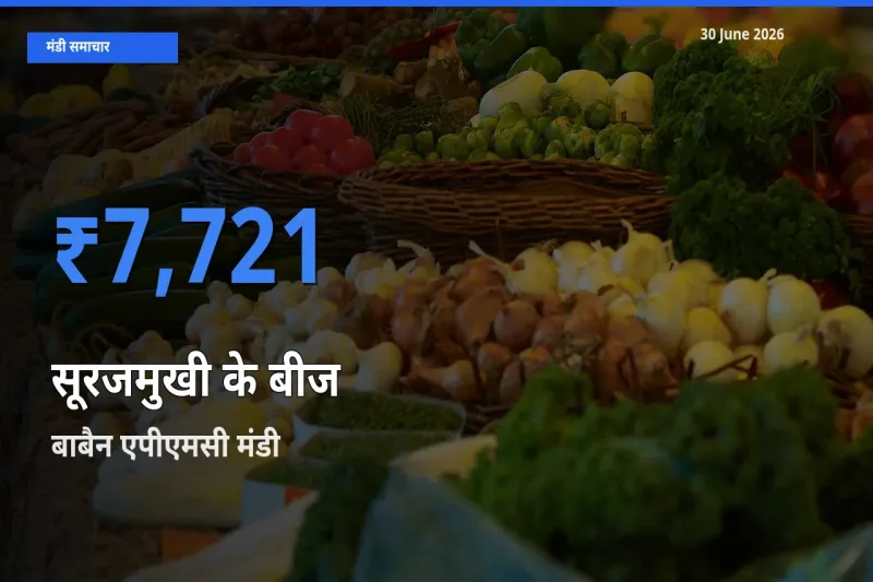 किसानों की पसंद बना बाबैन एपीएमसी, सूरजमुखी के बीज के सबसे अच्छे दाम