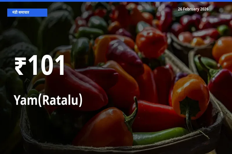 101+ मंडियों में Yam(Ratalu) के दामों का एक जैसा ट्रेंड
