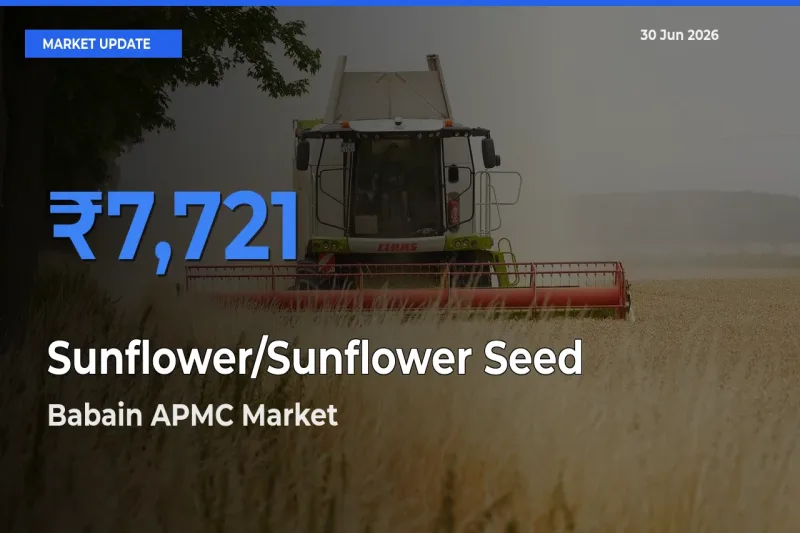 Babain APMC Records Highest ₹7,721 Rate for Sunflower/Sunflower Seed
