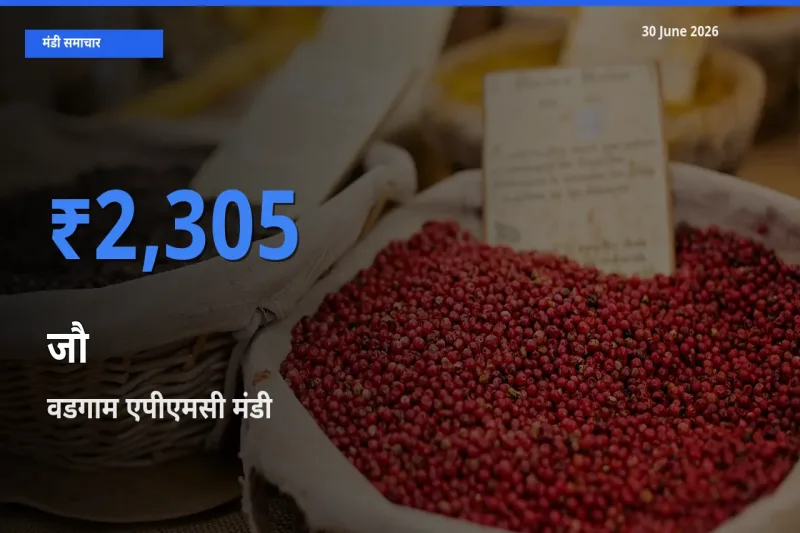 वडगाम एपीएमसी मंडी में आज जौ के सबसे ऊँचे दाम दर्ज