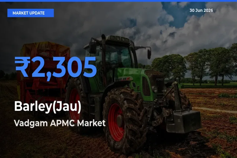 Vadgam APMC Emerges as Top Mandi for Barley(Jau) Prices Today