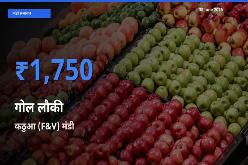 कठुआ (F&V) मंडी में गोल लौकी ₹1,750 पर पहुँचा – आज का सर्वोच्च भाव