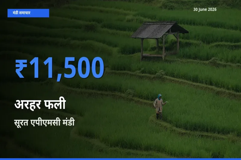किसानों की पसंद बना सूरत एपीएमसी, अरहर फली के सबसे अच्छे दाम