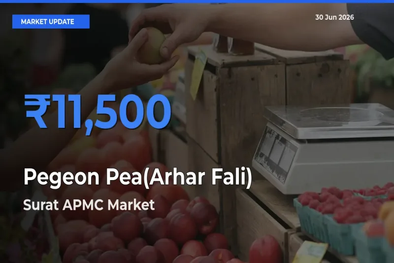 Surat APMC Leads as Top Mandi for Pegeon Pea(Arhar Fali) Prices