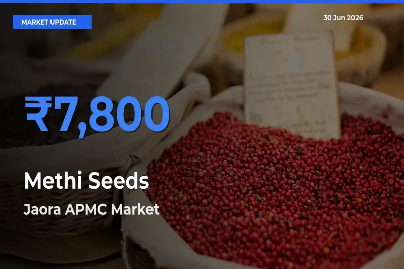 Jaora APMC Leads as Top Mandi for Methi Seeds Prices