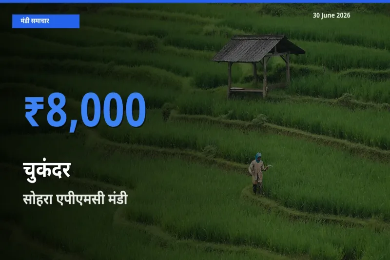 बाज़ार संकेत: सोहरा एपीएमसी बना चुकंदर के लिए आज की टॉप मंडी