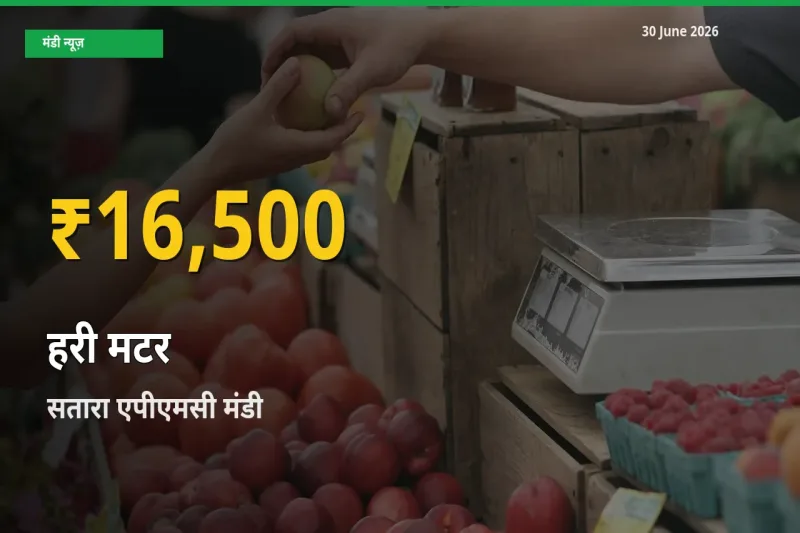 हरी मटर के दामों ने बनाया नया रिकॉर्ड, सतारा एपीएमसी में तेज़ी