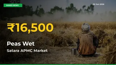 Peas Wet Prices Soar to Record High in Satara APMC – Farmers Alert Today