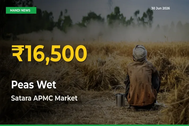 Peas Wet Prices Soar to Record High in Satara APMC – Farmers Alert Today