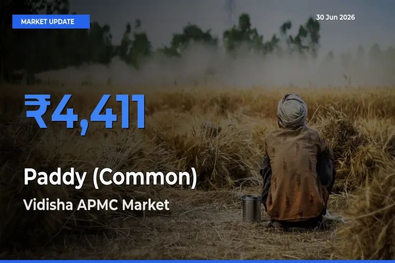 Farmers Prefer Vidisha APMC as Paddy (Common) Hits Highest Rate