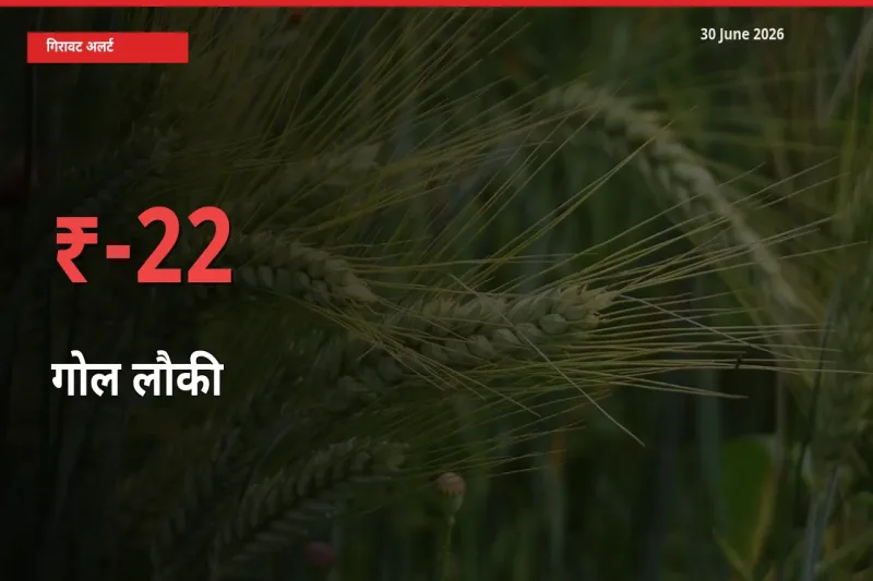 22.05% की गिरावट! मंडी में गोल लौकी के दाम अचानक टूटे