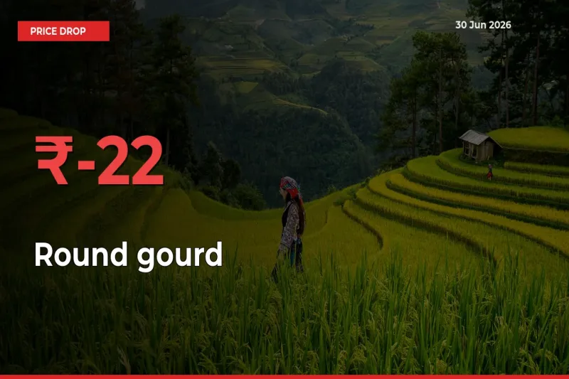 Why Round gourd Prices Fell 22.05% in a Day at Mandis
