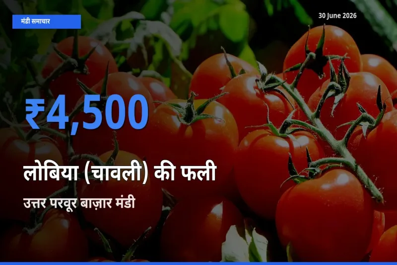 आज लोबिया (चावली) की फली के सबसे ज़्यादा दाम उत्तर परवूर बाज़ार मंडी में दर्ज