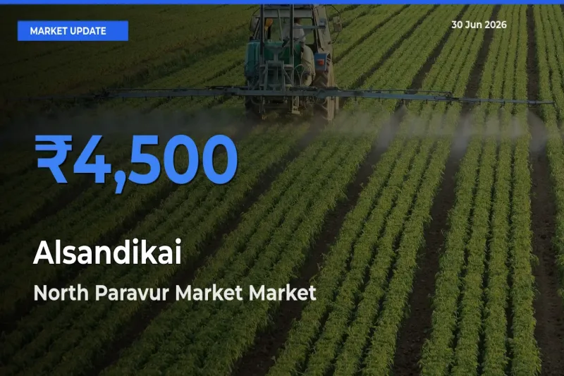 North Paravur Market Tops Alsandikai Mandi Rates Today