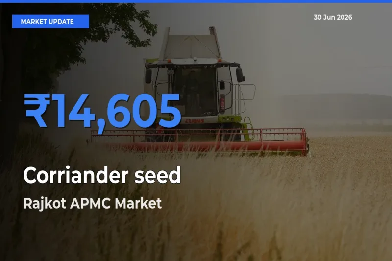 Market Watch: Rajkot APMC Becomes Top Mandi for Corriander seed