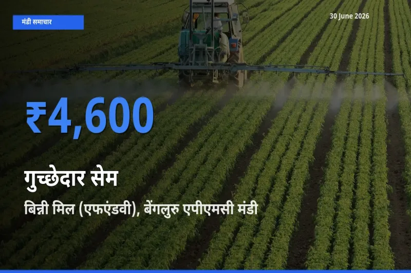 आज गुच्छेदार सेम के सबसे ऊँचे दाम ₹4,600 बिन्नी मिल (एफएंडवी), बेंगलुरु एपीएमसी मंडी में