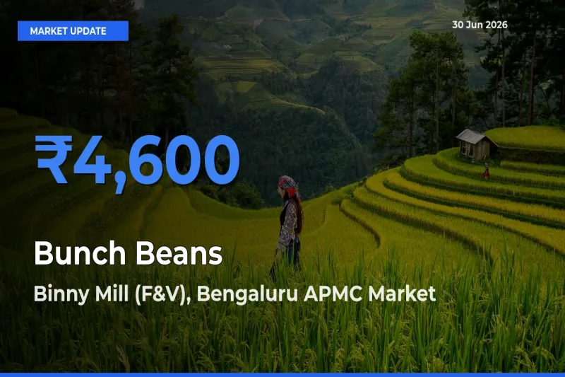 Market Watch: Binny Mill (F&V), Bengaluru APMC Becomes Top Mandi for Bunch Beans