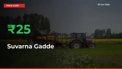 Suvarna Gadde Mandi Rate Today: Prices Jump 25% at Market