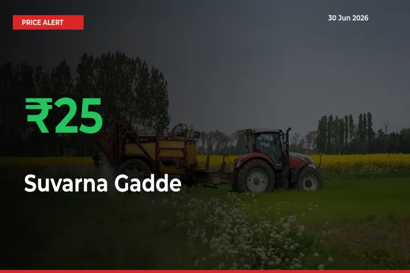 Suvarna Gadde Mandi Rate Today: Prices Jump 25% at Market