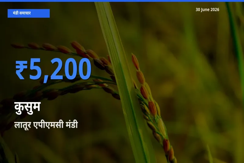 लातूर एपीएमसी मंडी में कुसुम ₹5,200 पर पहुँचा – आज का सर्वोच्च भाव