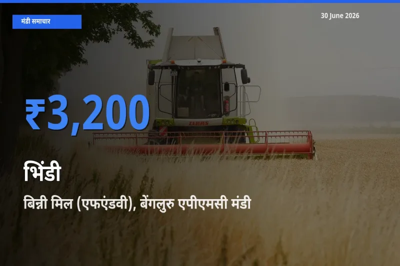 30 June अपडेट: भिंडी के सबसे ऊँचे दाम बिन्नी मिल (एफएंडवी), बेंगलुरु एपीएमसी मंडी में