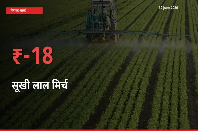 सूखी लाल मिर्च 17.92% गिरा, मंडी
