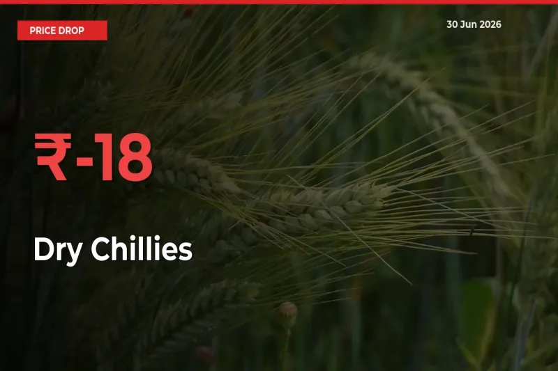 Dry Chillies Mandi Rate Today: Prices Fall 17.92% at Market