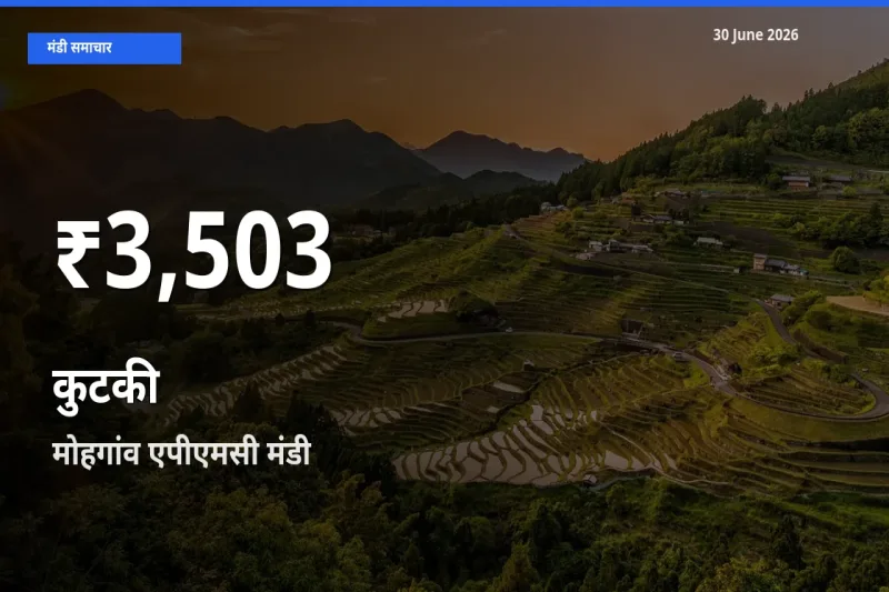 मोहगांव एपीएमसी में कुटकी के दाम 30 दिन के न्यूनतम स्तर पर, आज का मंडी भाव देखें