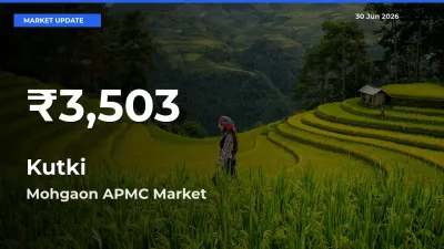 Big Drop! Kutki Slides to 30-Day Low at Mohgaon APMC