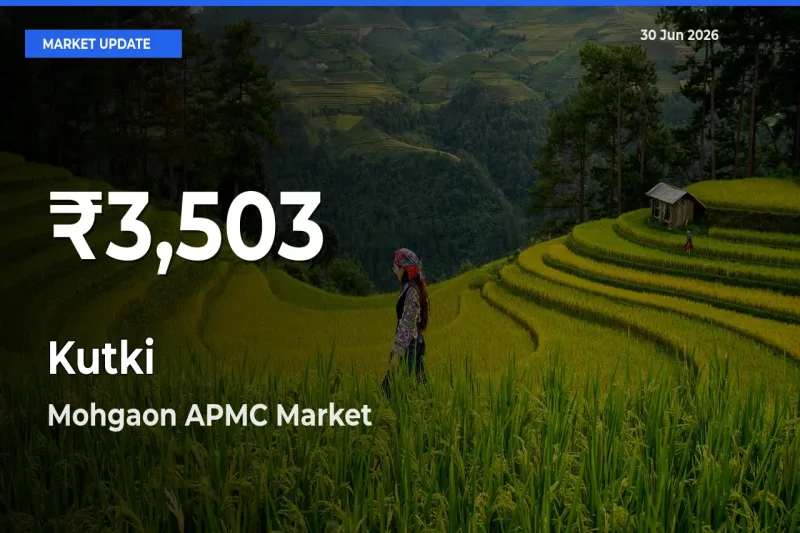 Big Drop! Kutki Slides to 30-Day Low at Mohgaon APMC