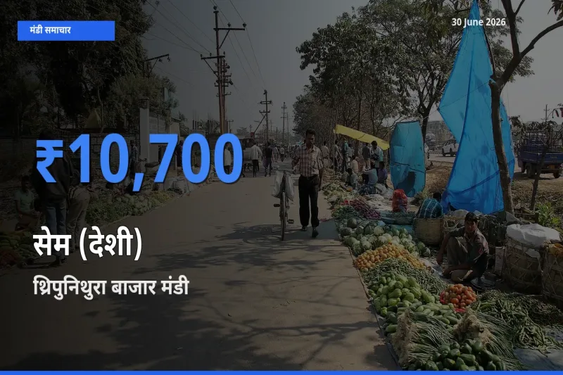 बाज़ार संकेत: थ्रिपुनिथुरा बाजार बना सेम (देशी) के लिए आज की टॉप मंडी