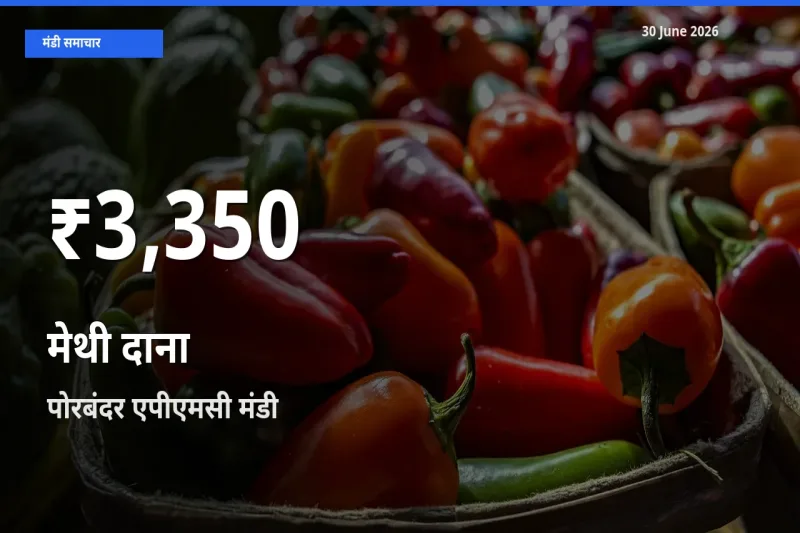 पोरबंदर एपीएमसी में मेथी दाना के दाम 30 दिन के न्यूनतम स्तर पर, आज का मंडी भाव देखें