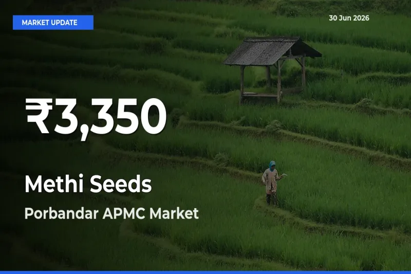 Farmers Concerned as Methi Seeds Hits 30-Day Low in Porbandar APMC