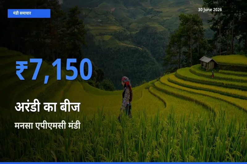 बाज़ार संकेत: मनसा एपीएमसी बना अरंडी का बीज के लिए आज की टॉप मंडी