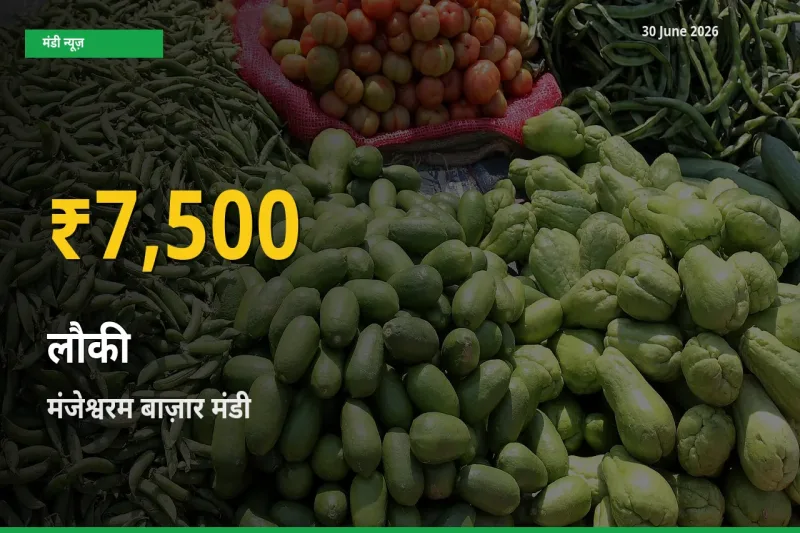 रिकॉर्ड तेज़ी! मंजेश्वरम बाज़ार में लौकी ₹7,500 पर पहुँचा