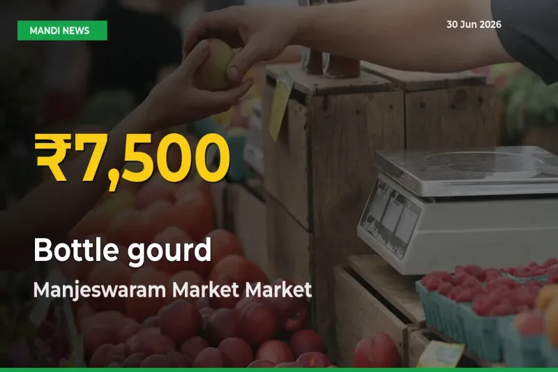 Big Jump in Bottle gourd Prices! Manjeswaram Market Records New Peak Today